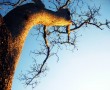 Papel de Parede Entardecer e a Árvore