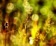 Papel de Parede Entardecer e as Plantas