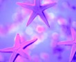 Papel de Parede Estrelas do Mar