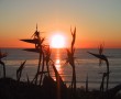 Papel de Parede Estrelícias Ao Pôr-do-Sol