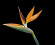 Papel de Parede Estrelícia: Flor Delicada
