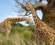 Papel de Parede Casal de Girafas
