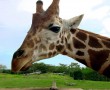 Papel de Parede Cara de Girafa