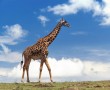 Papel de Parede Girafa na Planície