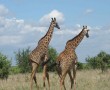 Papel de Parede Girafas Passeando