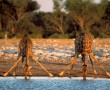 Papel de Parede Girafas Bebendo Água