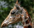Papel de Parede O Olhar da Girafa