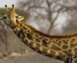 Papel de Parede Girafa De Língua de Fora