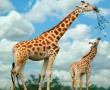 Papel de Parede Girafa e Seu Filhote