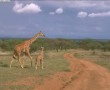 Papel de Parede Girafas na Estrada