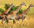 Papel de Parede Trio de Girafas