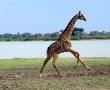 Papel de Parede Girafa Correndo