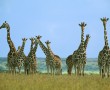 Papel de Parede Bando de Girafas