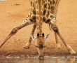 Papel de Parede Girafa Bebendo Água