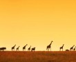 Papel de Parede Girafas ao Entardecer