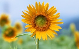 Papel de parede 'Girassol – Beleza Natural'