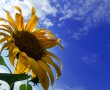 Papel de Parede Girassol – Ao Sol