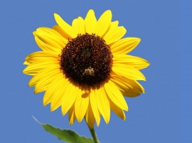 Papel de parede 'Girassol – Com Abelha'