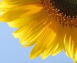 Papel de Parede Girassol – Flor