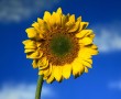 Papel de Parede Girassol – Solitário