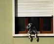 Papel de Parede Janela – Cão