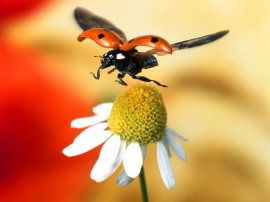 Papel de parede 'Joaninha Pousando na Flor'