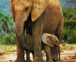 Papel de Parede Mãe Bicho – Elefanta