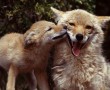 Papel de Parede Mãe Bicho – Raposa