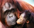 Papel de Parede Mãe Bicho – Macaca