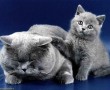 Papel de Parede Mãe Bicho – Gata Cinza