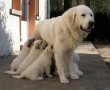 Papel de Parede Mãe Bicho – Cadela e Seus Filhotes