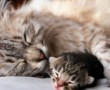 Papel de Parede Mãe Bicho – Gata e Seu Bebê