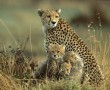 Papel de Parede Mãe Bicho – Cheetah