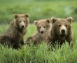 Papel de Parede Mãe Bicho – Ursa Parda