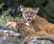 Papel de Parede Mãe Bicho – Puma