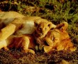 Papel de Parede Mãe Bicho – Leoa