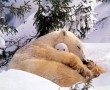Papel de Parede Mãe Bicho – Ursa