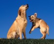 Papel de Parede Mãe Bicho – Cachorro