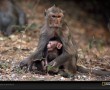 Papel de Parede Mãe Bicho – Símia