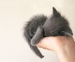 Papel de Parede Filhote de Gato na Mão