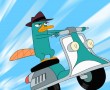Papel de Parede Phineas e Ferb – Perry o Ornitorrinco