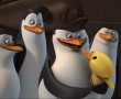 Papel de Parede Pinguins de Madagascar – Pato