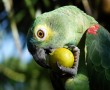 Papel de Parede Papagaio Comendo Fruta