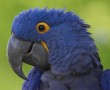 Papel de Parede Papagaio Azul
