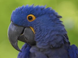 Papel de parede 'Papagaio Azul'