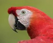 Papel de Parede Papagaio Vermelho