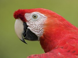 Papel de parede 'Papagaio Vermelho'