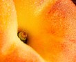 Papel de Parede Pêssego: Fruta