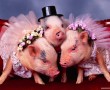Papel de Parede Porquinhos Fantasiados