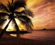 Papel de Parede Pôr-do-sol na Praia: Palmeira